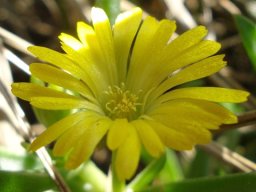Delosperma leendertziae flower